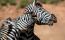 Зебры на сафари