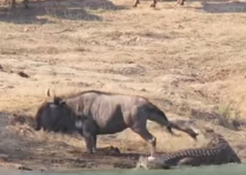 Бегемоты спасают антилопу от крокодила