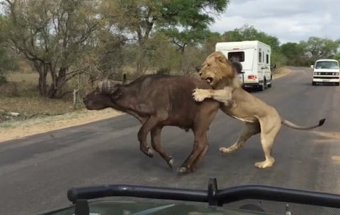 Охота льва на буйвола