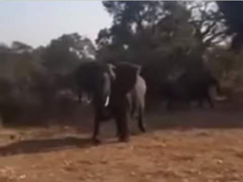 В ЮАР слон напал на машину туристов