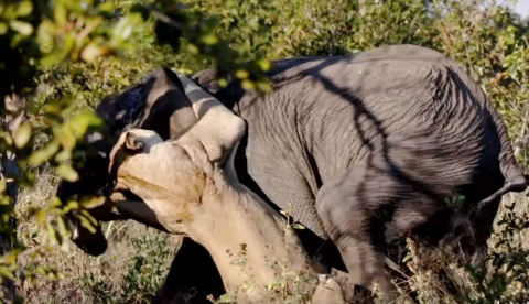 відео охота на слона
