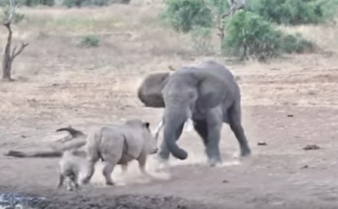 Слон против носорога