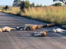 Львы на дороге в ЮАР