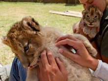 Львенок в контактном зоопарке в ЮАР
